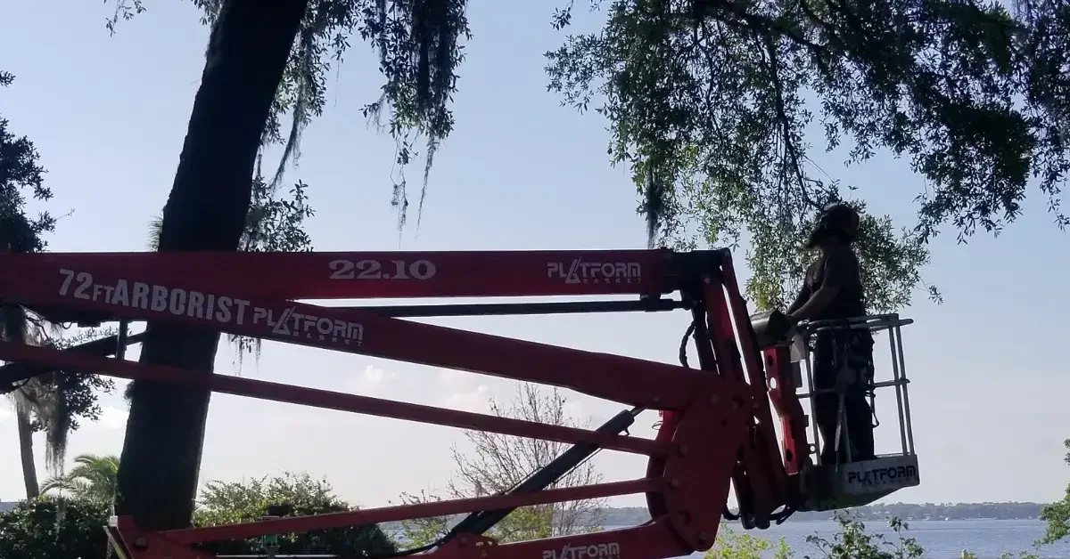 Tree removal professionals using specialized equipment for a high-risk oak tree removal project.
