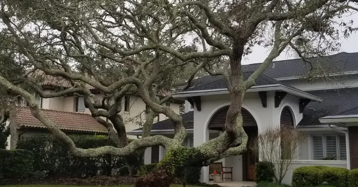 From trimming and soil testing to full tree health plans, Bushor’s certified arborists offer year-round care for Jacksonville trees.