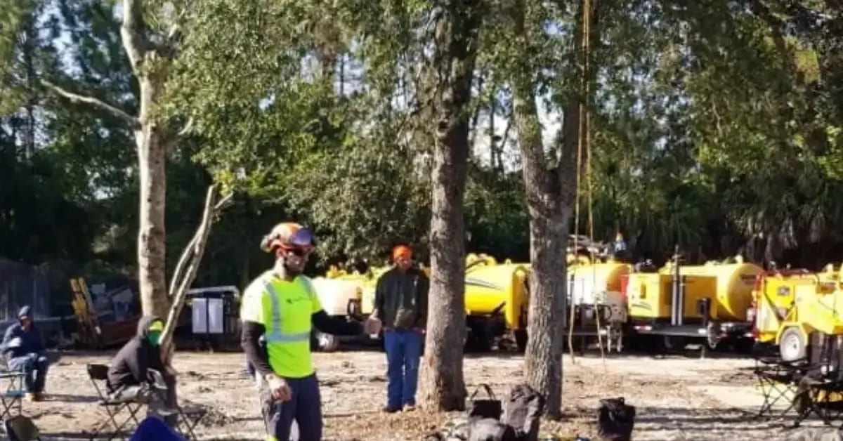 Arborist inspecting a leaning tree damaged after a hurricane in Jacksonville