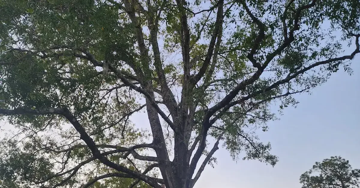 Sick Tree in Florida: Close-up of cracked bark on an oak tree
