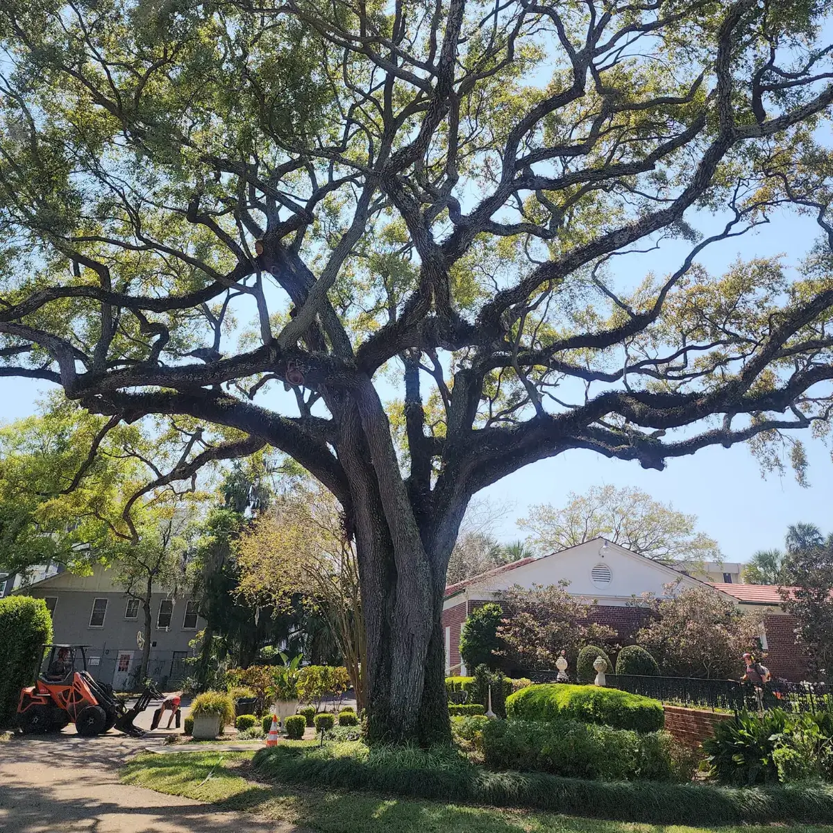 Exposed tree roots growing above the ground in Jacksonville