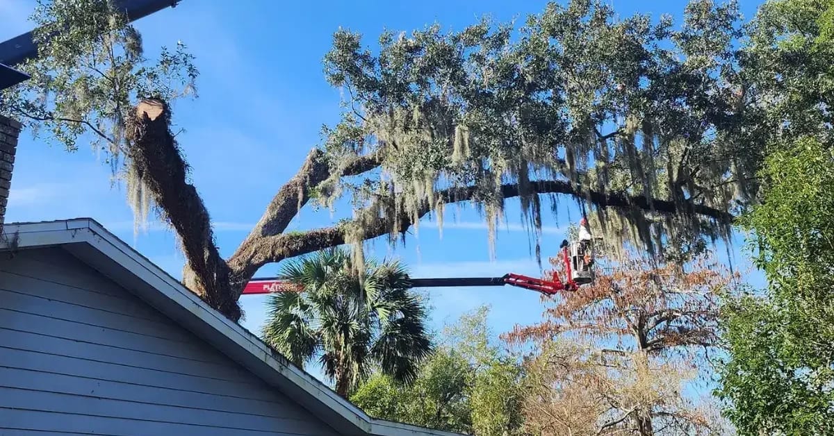 5 Common Tree Problems in Jacksonville and How a Tree Service Can Fix Them