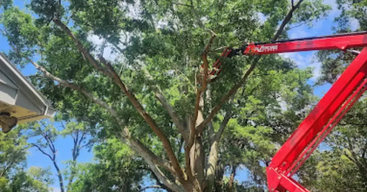 Tree Service in Atlantic Beach, FL
