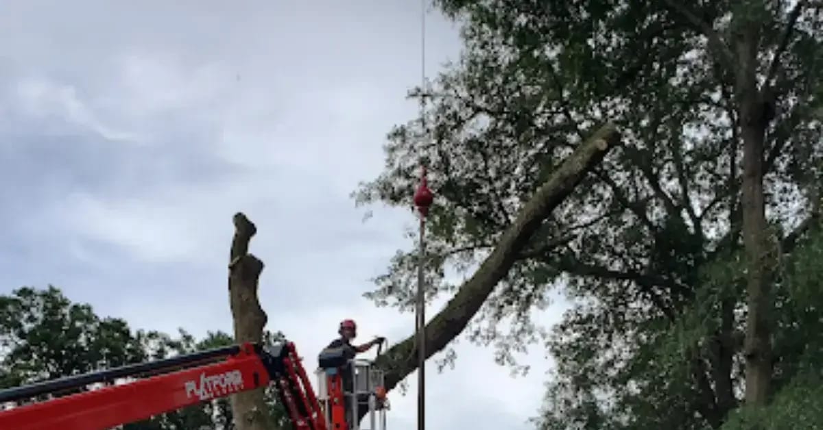 Arborist trimming tree canopy in Jacksonville yard