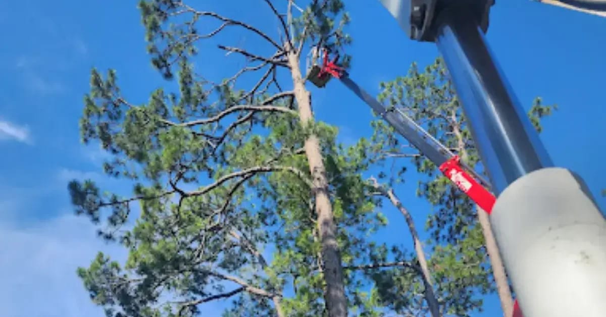 Tree surgeon performing professional tree removal using safety equipment