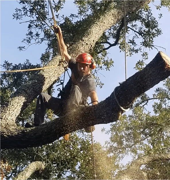 Commercial Tree Service