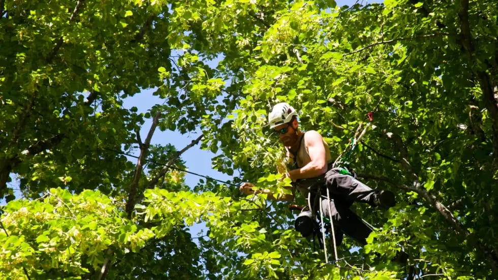 Maintain Thriving Trees in Jacksonville, FL with These 10 Tips