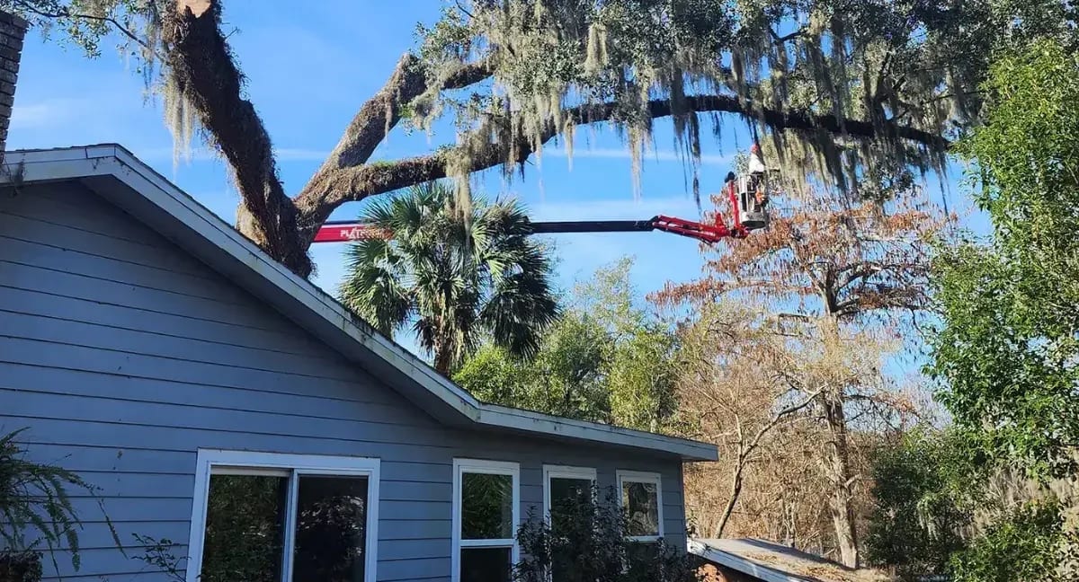 removing a laurel oak,
