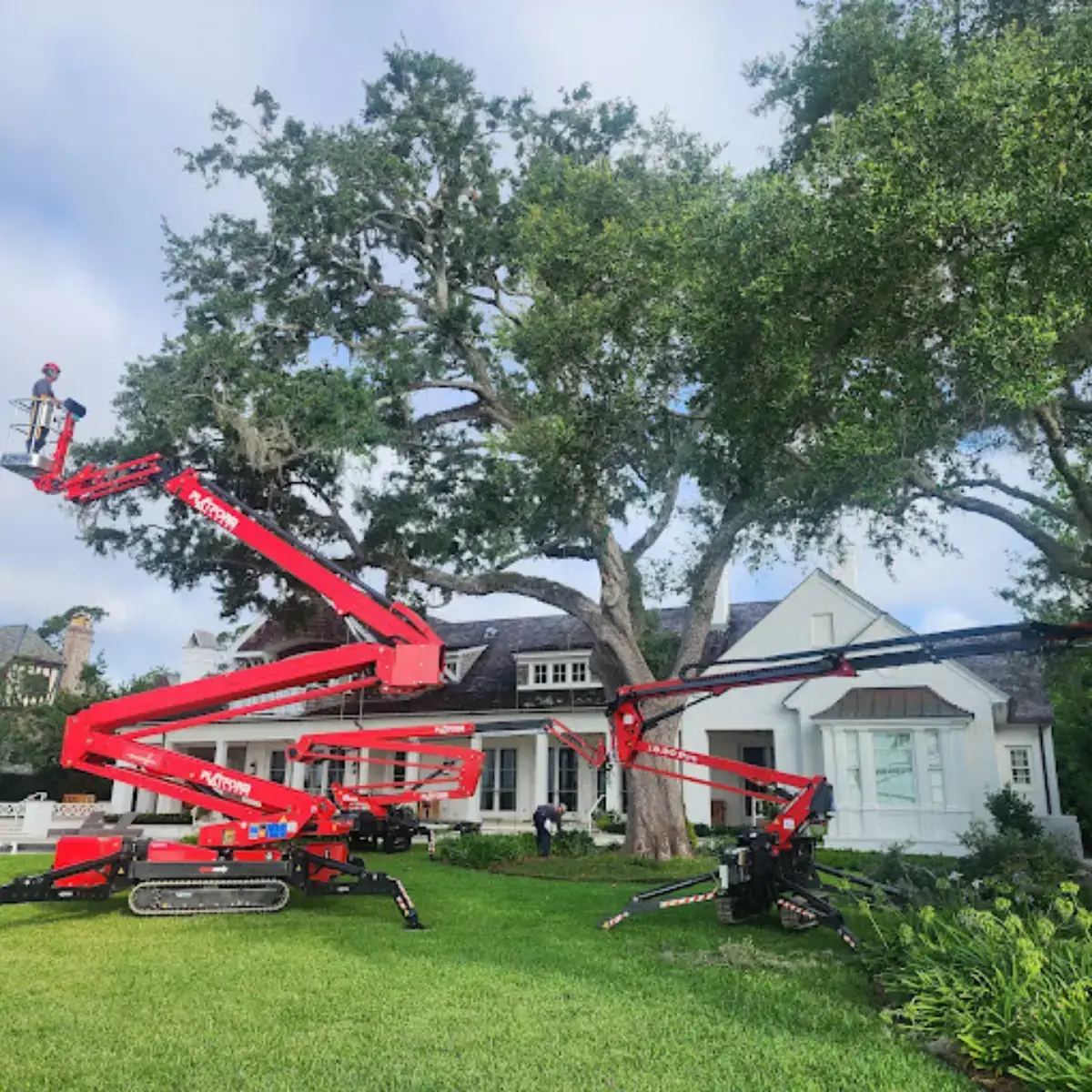 Professional arborists trimming palm trees in Jacksonville, Florida