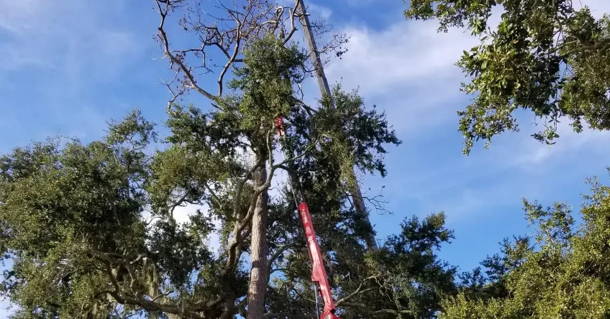 Arborist trimming tree branches before hurricane season in Jacksonville, Florida.