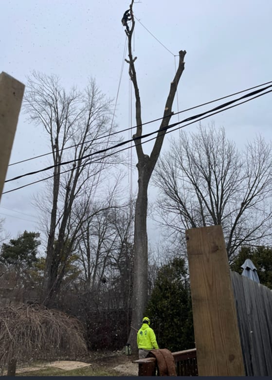 Bushor’s Tree Surgeons emergency crew removing a dangerous leaning tree near a Jacksonville home.