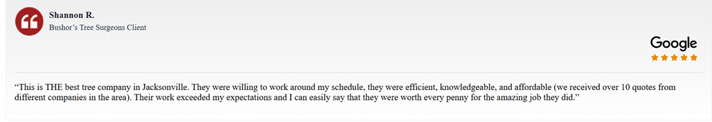 customer feedback on a tree service project