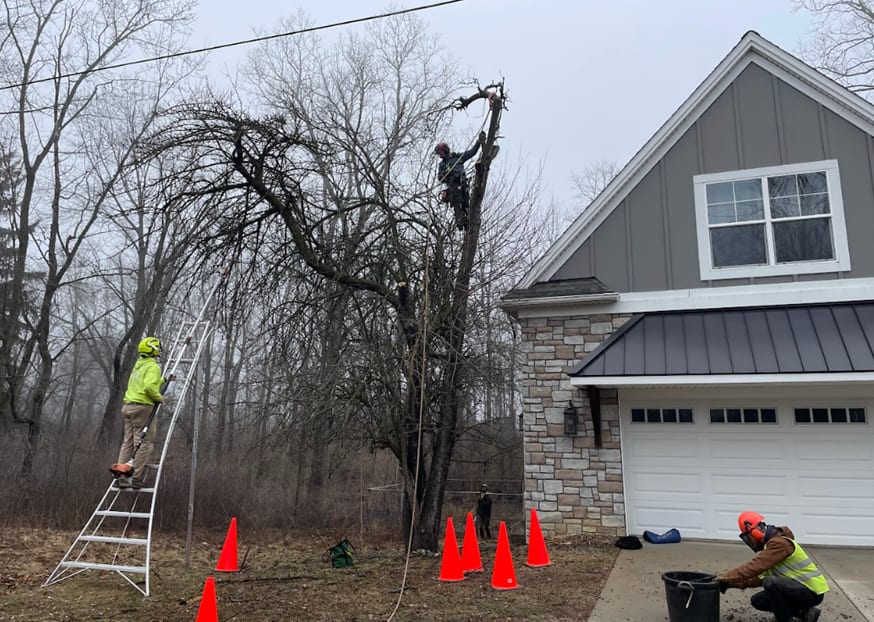 precision tree trimming case study jacksonville fl